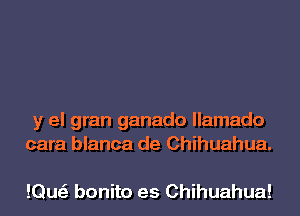 y el gran ganado llamado
cara blanca de Chihuahua.

!Qu bonito es Chihuahua!