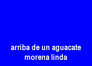 arriba de un aguacate
morena Iinda