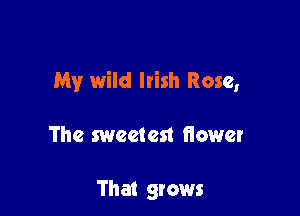 My wild Irish Rose,

The sweetest fiower

That grows