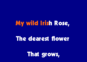 My wild Irish Rose,

The dearest flower

That grows,
