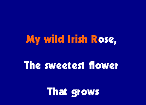 My wild Irish Rose,

The sweetest fiower

That grows