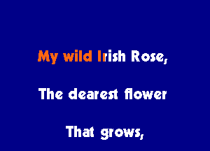 My wild Irish Rose,

The dearest flower

That grows,