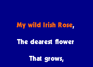 My wild Irish Rose,

The dearest flower

That grows,