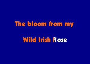 The bloom from my

Wild ltish Rose
