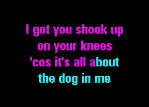 I got you shook up
on your knees

'cos it's all about
the dog in me