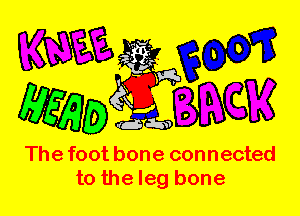 The foot bone connected
to the leg bone