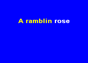 A ramblin rose