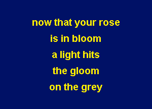now that your rose
is in bloom

a light hits
the gloom

on the grey