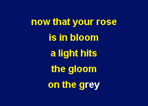 now that your rose
is in bloom

a light hits
the gloom

on the grey