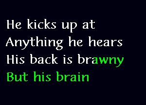 He kicks up at
Anything he hears

His back is brawny
But his brain