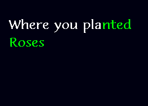 Where you planted
Roses