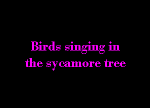 Birds singing in

the sycamore tree