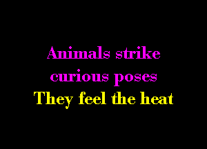 Animals strike
curious poses

They feel the heat

g