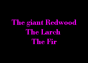 The giant Redwood

The Larch
The Fir