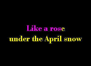 Like a rose

under the April snow