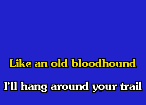 Like an old bloodhound

I'll hang around your trail