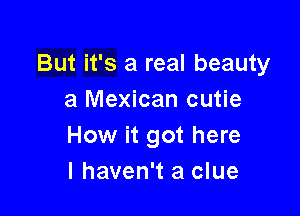 But it's a real beauty
a Mexican cutie

How it got here
I haven't a clue