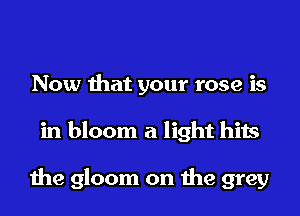 Now that your rose is
in bloom a light hits

the gloom on the grey