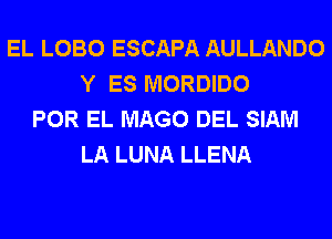 EL LOBO ESCAPA AULLANDO
Y ES MORDIDO
POR EL MAGO DEL SIAM
LA LUNA LLENA