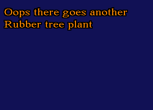 Oops there goes another
Rubber tree plant