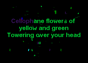 .
- . I

Celfophane flowers of.-
yellow and green

Towering oNer your head
I.

8

ill

I l.