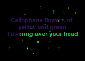 .
- . I

Celfophane flowers of.-
yellow and green

Towering oNer your head
I.

8

ill

I l. 7 t