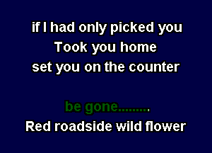 ifl had only picked you
Took you home
set you on the counter

Red roadside wild flower