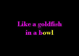 Like a goldfish

in a bowl