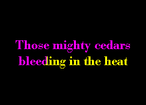 Those mighty cedars
bleeding in the heat