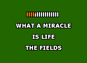 IIIIIIIIIIIIIIII
WHAT A MIRACLE

IS LIFE
THE FIELDS