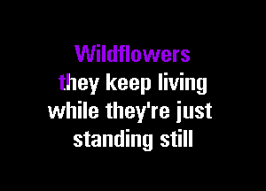 Wildflowers
they keep living

while they're just
standing still