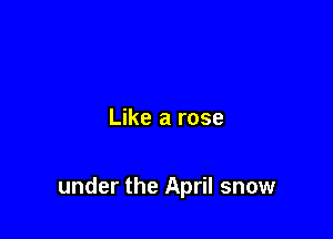 Like a rose

under the April snow