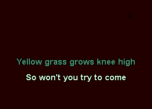 Yellow grass grows knee high

So won't you try to come