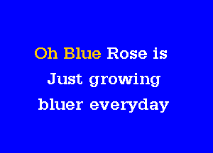 Oh Blue Rose is
Just growing

bluer everyday