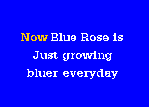 Now Blue Rose is
Just growing

bluer everyday