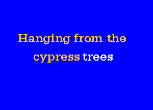 Hanging from the

cypress trees