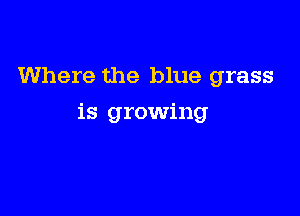 Where the blue grass

is growing