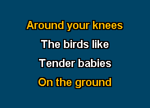 Around your knees

The birds like
Tender babies

On the ground