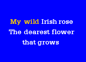 My Wild Irish rose
The clearest flower

that grows
