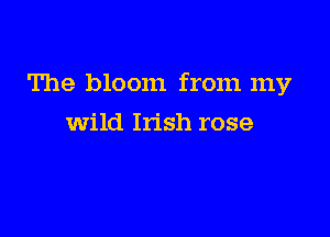 The bloom from my

wild Irish rose