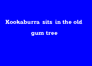 Kookaburra sits in the old.

gum tree