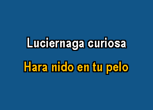 Luciernaga curiosa

Hara nido en tu pelo