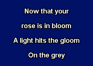 Now that your

rose is in bloom

A light hits the gloom

On the grey
