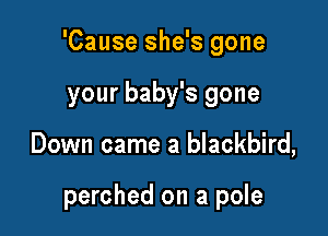 'Cause she's gone

your baby's gone
Down came a blackbird,

perched on a pole