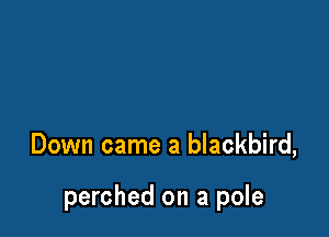 Down came a blackbird,

perched on a pole