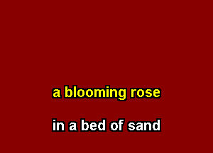 a blooming rose

in a bed of sand