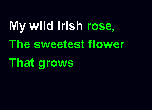 My wild Irish rose,
The sweetest flower

That grows