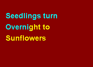 Seedlings turn
Overnight to

Sunflowers