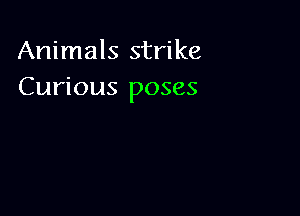 Animals strike
Curious poses