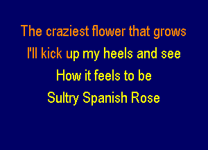 The craziest f1ower that grows
I'll kick up my heels and see

How it feels to be
Sultry Spanish Rose